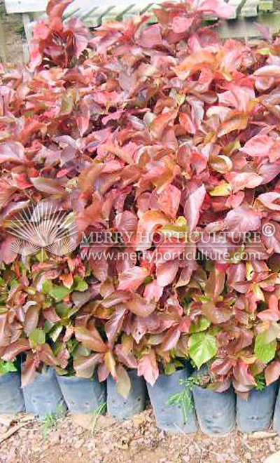 Acalypha wikesiana red